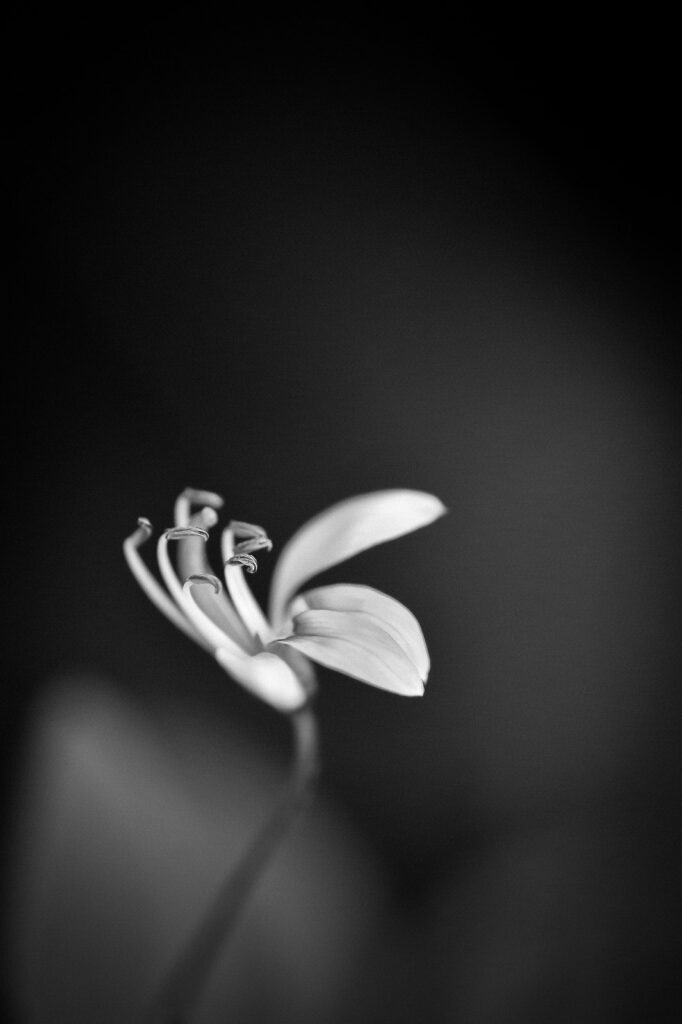 monochrome low key shot a flower with a macro lens