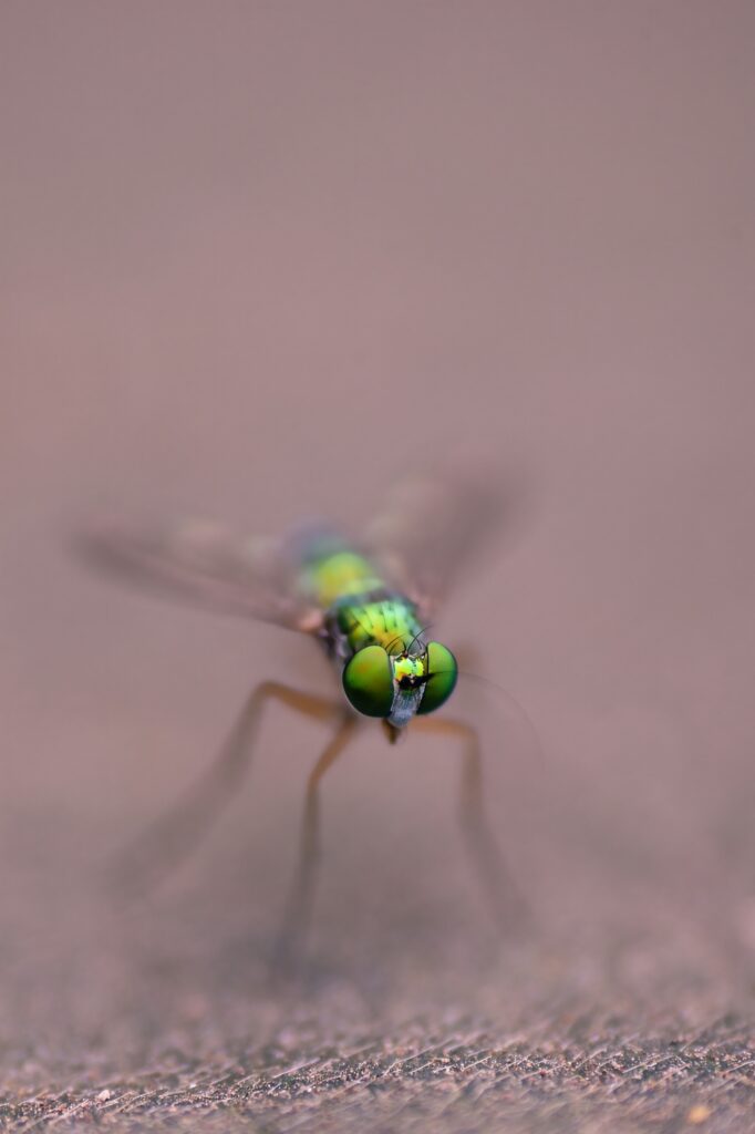 high magnification macro photography of a fly with shallow dof