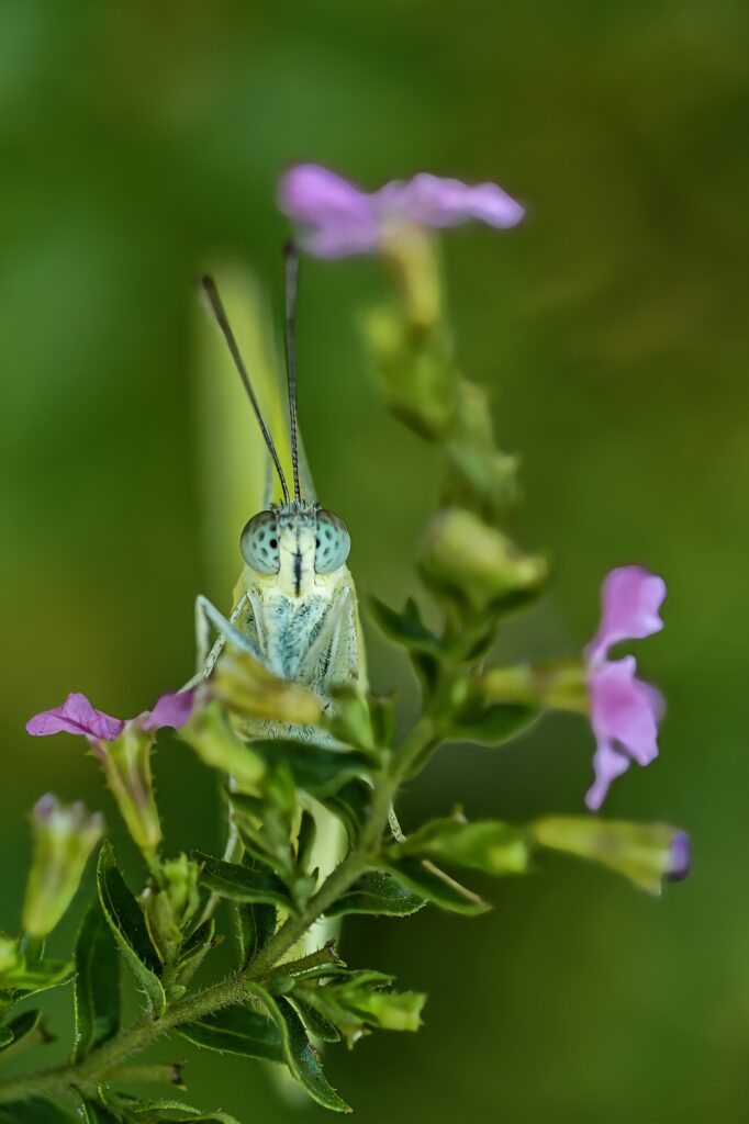 butterfly macro photography artistic