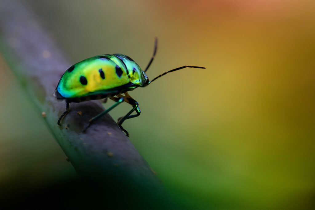 jewel bug macro photography