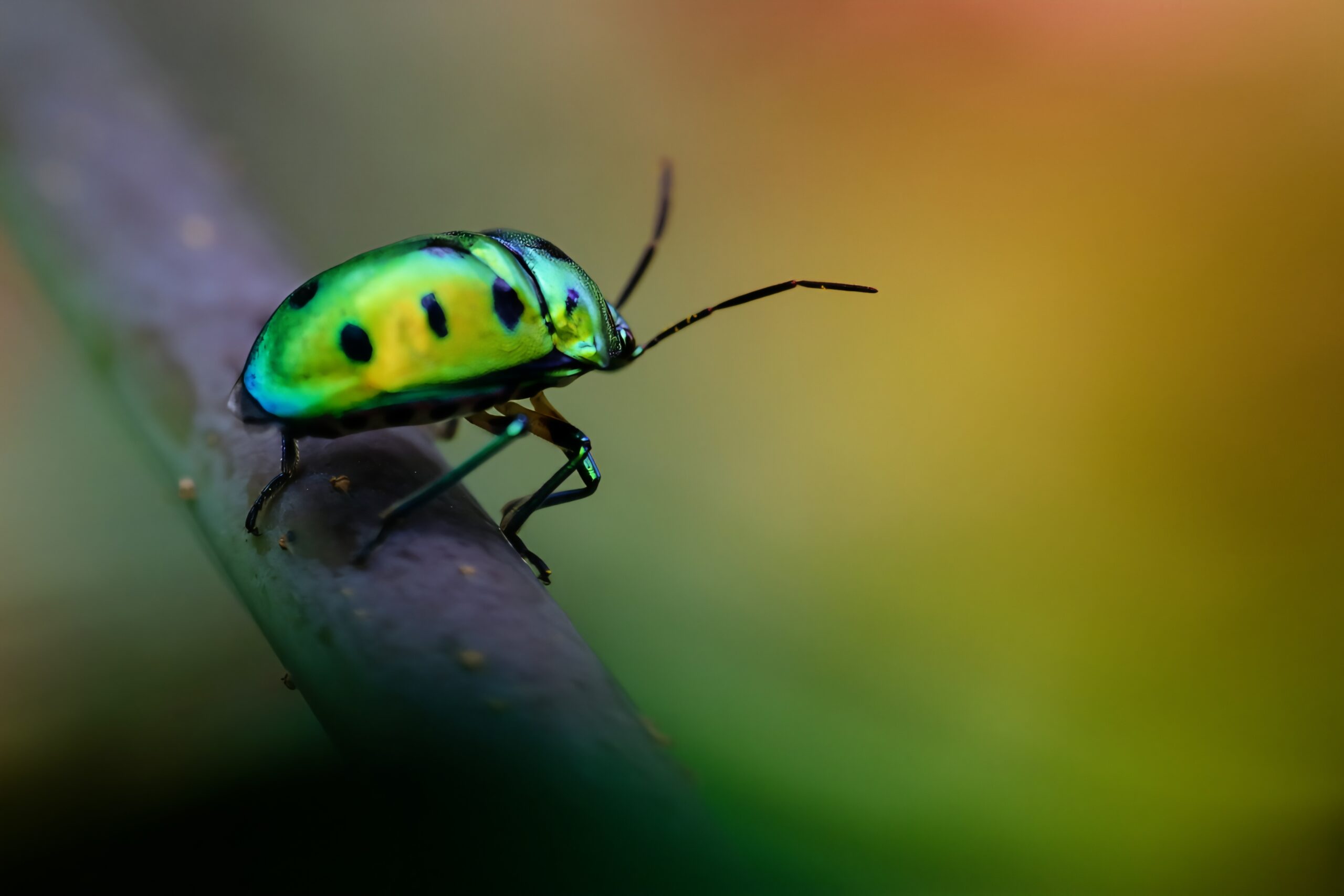 jewel bug macro photography