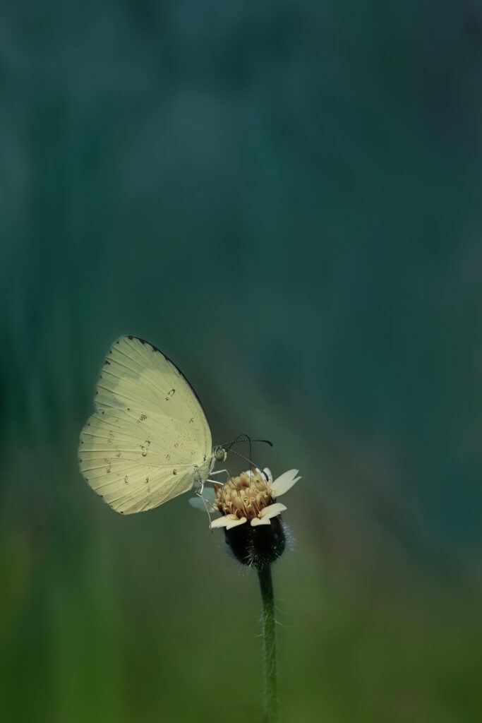 macro photography of a butterfly