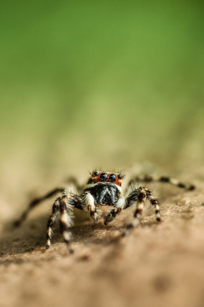 high magnification macro image of a jumping spider shot in an artistic manner