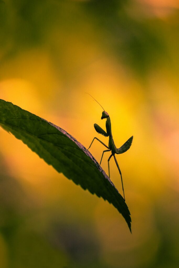 artisitic macro photography image of a praying mantis